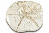 Polished Miocene Fossil Echinoid (Clypeaster) - Morocco #288933-2